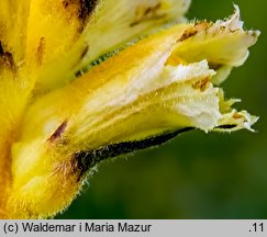 Orobanche lutea (zaraza czerwonawa)