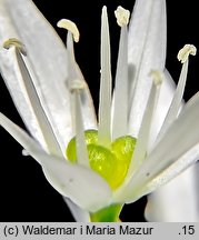 Allium ursinum (czosnek niedźwiedzi)