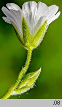 Cerastium alpinum (rogownica alpejska)