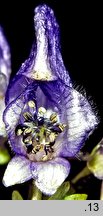 Aconitum firmum (tojad mocny)