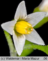 Solanum nigrum (psianka czarna)