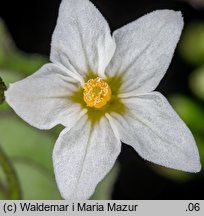 Solanum alatum (psianka skrzydlata)