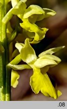 Orchis pallens (storczyk blady)