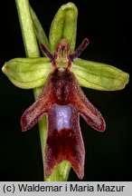 Ophrys insectifera (dwulistnik muszy)