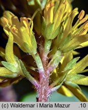 Lysimachia thyrsiflora (tojeść bukietowa)