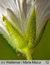 Cerastium alpinum (rogownica alpejska)