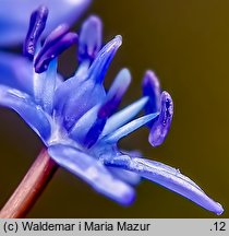 Scilla bifolia (cebulica dwulistna)