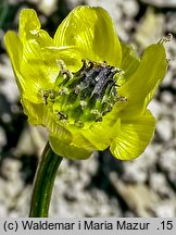 Adonis aestivalis (miłek letni)