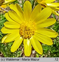 Adonis vernalis (miłek wiosenny)