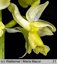 Orchis pallens (storczyk blady)