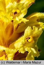 Orobanche lutea (zaraza czerwonawa)