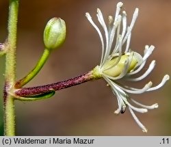 Actaea spicata (czerniec gronkowy)