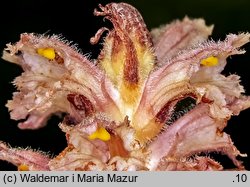 Orobanche bartlingii (zaraza Bartlinga)