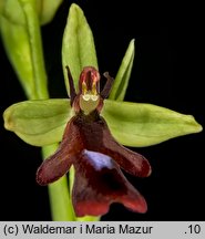 Ophrys insectifera (dwulistnik muszy)