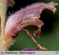 Orobanche bartlingii (zaraza Bartlinga)