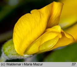 Caragana arborescens (karagana syberyjska)