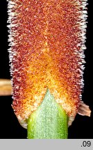 Typha angustifolia (pałka wąskolistna)