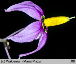 Solanum dulcamara (psianka słodkogórz)