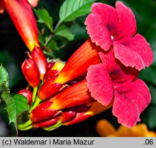 Campsis radicans (milin amerykański)