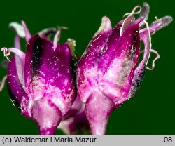 Allium vineale (czosnek winnicowy)