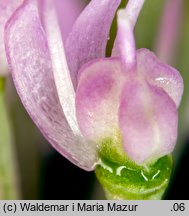 Allium senescens ssp. montanum (czosnek skalny)