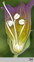 Atropa bella-donna (pokrzyk wilcza jagoda)