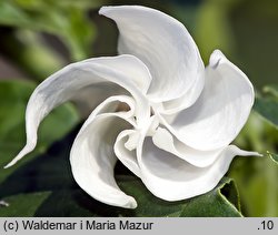 Datura stramonium (bieluń dziędzierzawa)