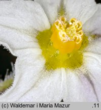 Solanum alatum (psianka skrzydlata)