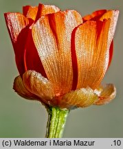 Adonis aestivalis (miłek letni)