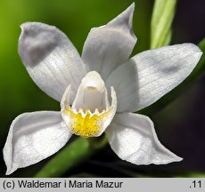 Cephalanthera longifolia (buławnik mieczolistny)