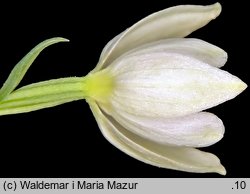 Cephalanthera damasonium (buławnik wielkokwiatowy)