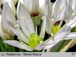 Allium ursinum (czosnek niedźwiedzi)