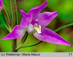 Cephalanthera rubra (buławnik czerwony)