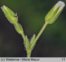 Cerastium alpinum (rogownica alpejska)