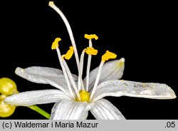 Anthericum ramosum (pajęcznica gałęzista)