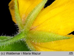 Lysimachia punctata (tojeść kropkowana)