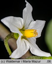 Solanum alatum (psianka skrzydlata)