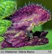 Bartsia alpina (bartsja alpejska)