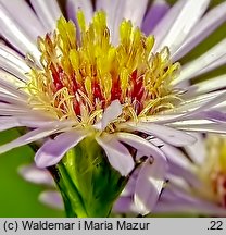 Symphyotrichum lanceolatum (aster lancetowaty)