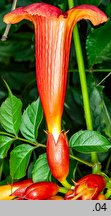 Campsis radicans (milin amerykański)