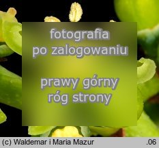 Parthenocissus tricuspidata (winobluszcz trójklapowy)