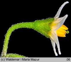 Solanum nigrum (psianka czarna)