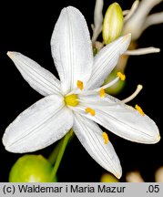 Anthericum ramosum (pajęcznica gałęzista)