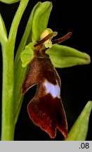 Ophrys insectifera (dwulistnik muszy)