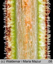 Typha angustifolia (pałka wąskolistna)