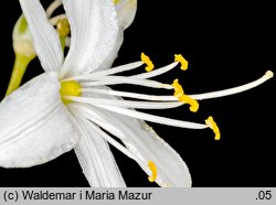 Anthericum ramosum (pajęcznica gałęzista)