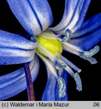 Scilla sibirica orth.var. (cebulica syberyjska)