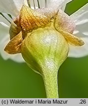 Cerasus avium (wiśnia ptasia)