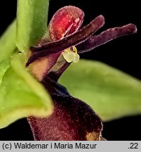 Ophrys insectifera (dwulistnik muszy)