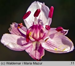 Butomus umbellatus (łączeń baldaszkowy)